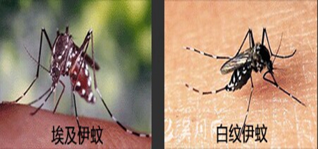 埃及伊蚊，白紋伊蚊