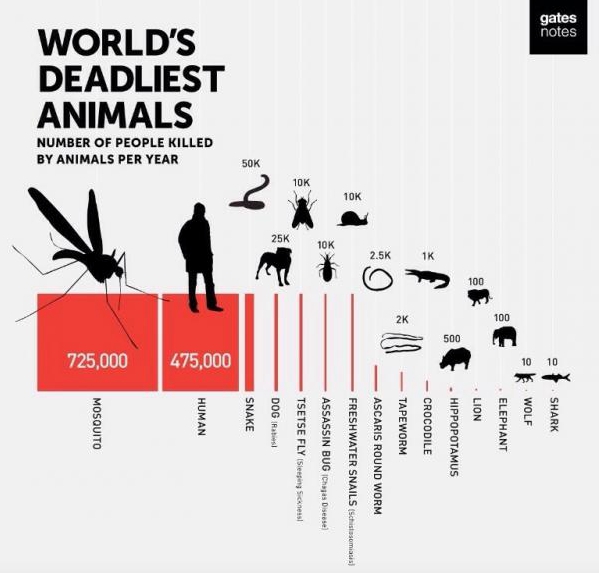 動物界人類殺手排行榜