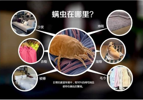 螨蟲無(wú)處不在